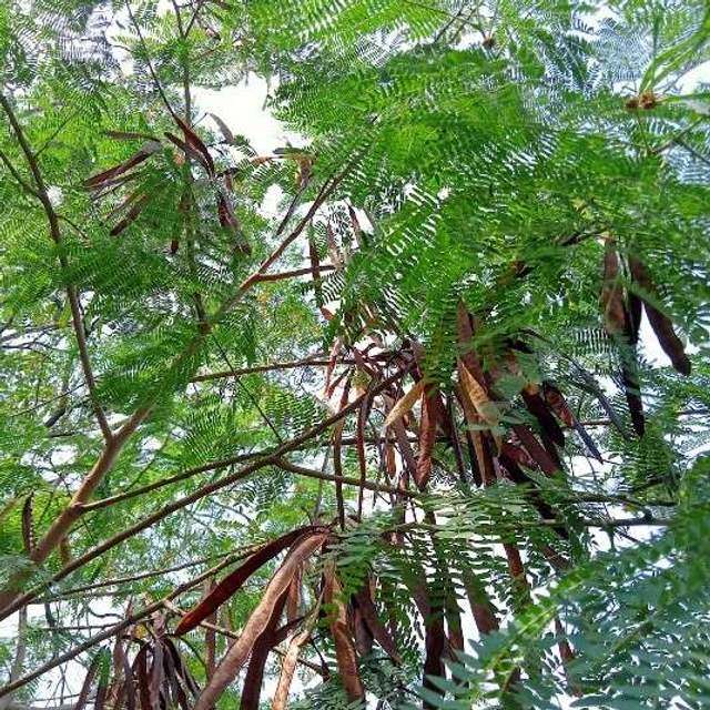 Pupuk Organik Daun Lamtoro Tingkatkan …