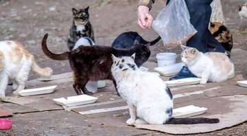 Sayangi Kucing Jalanan dengan Street Feeding