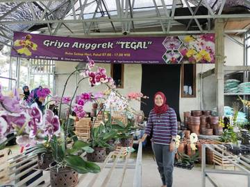 Menanam Anggrek: Hobi Estetis Berubah Bisnis Menguntungkan
