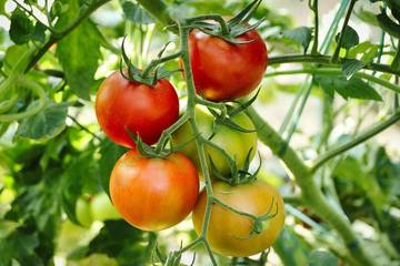 Mengkreasikan Lahan Sempit Menjadi Kebun Sayur