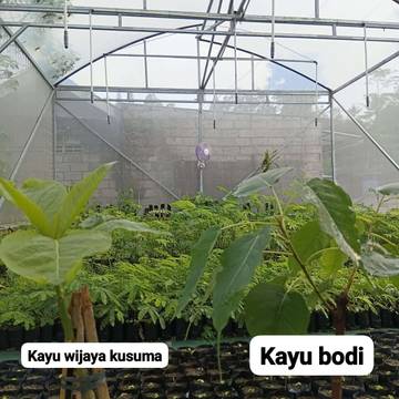 FPL Kepuharjo Lestarikan Spesies Flora Langka Yogyakarta dan Nusantara