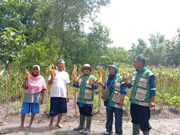 Prospek Pertanian Jagung di Gunungkidul Terus Meningkat
