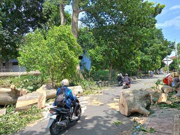 Efek Angin Kencang, 2 Meninggal Tertimpa Pohon Tumbang di Sleman