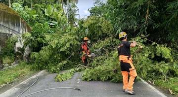 Angin Kencang di Sleman Akibatkan 71 Pohon Tumbang