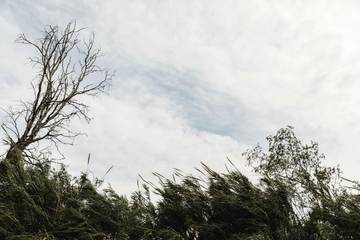 Tips Waspada Hujan Lebat Angin Kencang