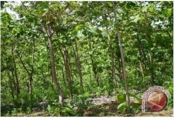 Agroforestry "Pabrik Oksigen" Bernilai Tambah bagi Warga Desa