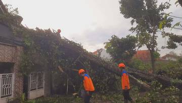 Hujan Deras, Pohon di Kotagede Tumbang Menimpa Rumah