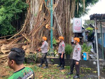 Angin Kencang, Pohon Beringin Masjid Gede Mataram Ambruk