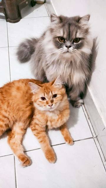 Waspada Scabies pada Kucing dan Cara Penanganannya