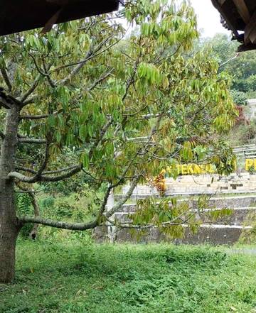 Obor Tani Sukses Dampingi Petani Durian Nglanggeran 