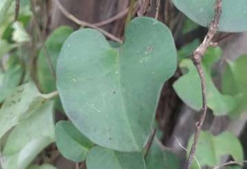 Khasiat Daun Binahong, Tanaman Herbal dengan Banyak Manfaat