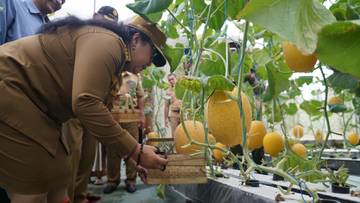 Melon Hidroponik Jadi Contoh Diversifikasi Pertanian di Gunungkidul