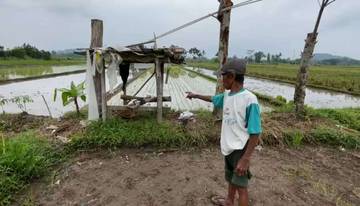Hendak Bertanam Padi, Dua Petani Tewas Tersambar Petir