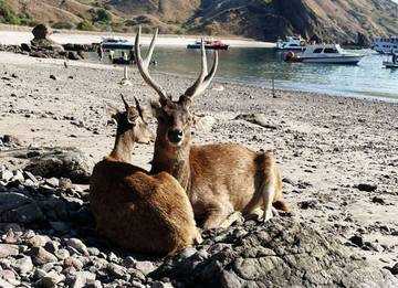 Penampakan Rusa Pulau Padar 