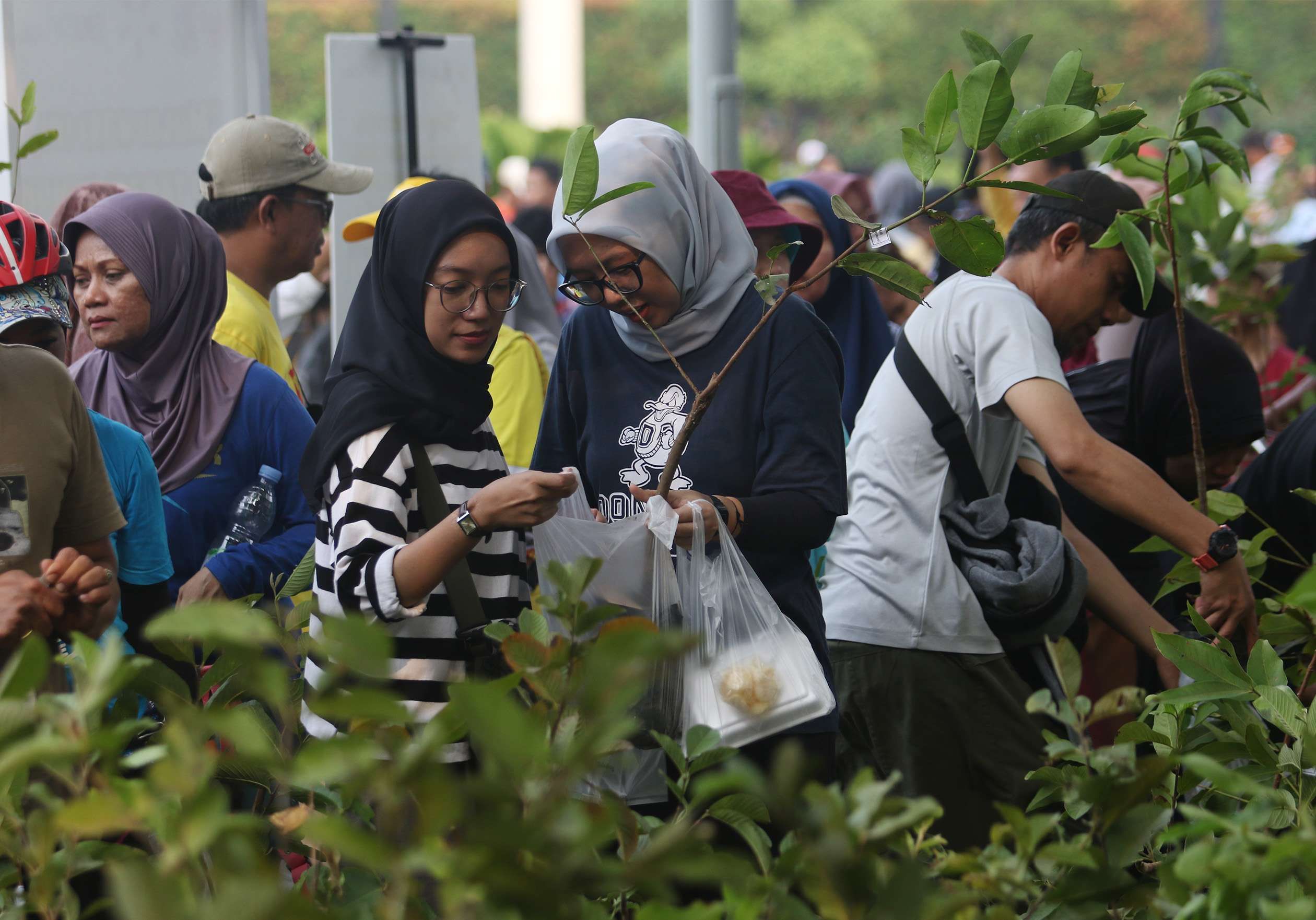 Bibit Tanaman Gratis