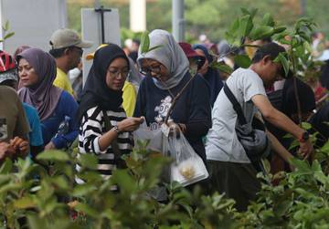 Bibit Tanaman Gratis