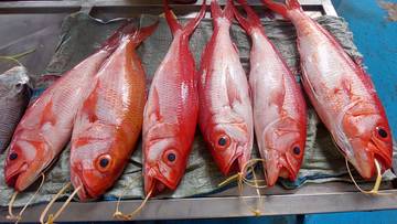 Aktivitas Pasar Sentral Ikan Bosnik Biak