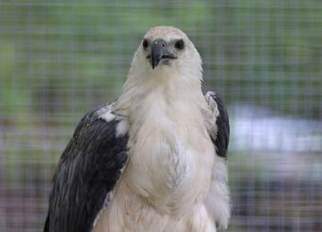 Koleksi Taman Burung Biak Numfor