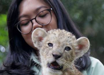 Bayi Singa Putih di Taman Safari Prigen