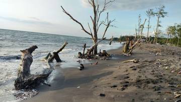 Abrasi Pantai, Tumbangkan Pohon di Pesisir