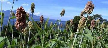 Sorgum Pangan Alternatif Yang menjanjikan 