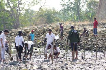 PLN Lakukan Penanaman Mangrove Di Wilayah Utara Kabupaten Ende