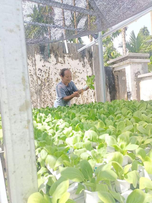 Bisnis  Sayuran  Hidroponik  Waropen  Meraup  Untung   Jutaan  Rupiah