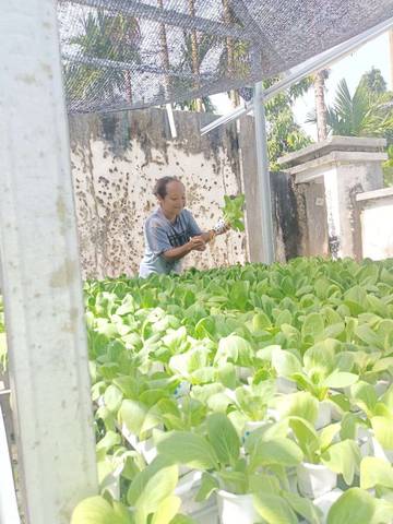 Bisnis  Sayuran  Hidroponik  Waropen  Meraup  Untung   Jutaan  Rupiah