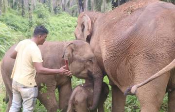 Kelahiran Anak Gajah Sumatera di Aceh