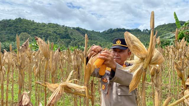 Pipil Jagung untuk Swasembada Pangan