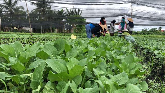 Pertanian Holtikultura Berkelanjutan di Pusat Kota Pontianak