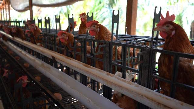 Peluang Besar Ternak Ayam Petelur di Sintang