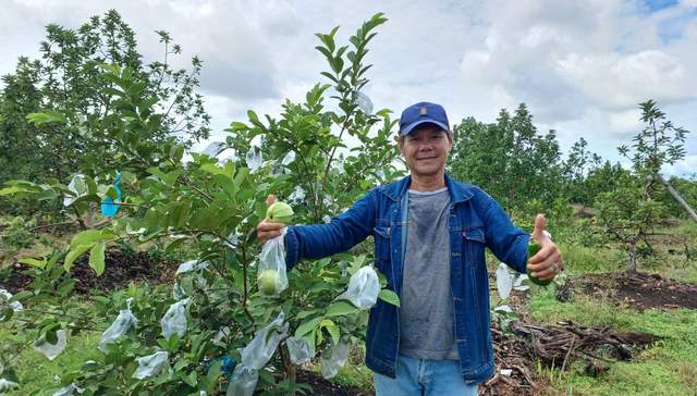 Potensi  Pasar Jambu Kristal  di Sintang