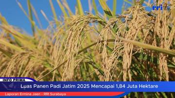 Luas Panen Padi Jatim Capai 1,84 Juta Hektare