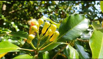 Potensi Cengkeh Sabang Cukup Menjanjikan