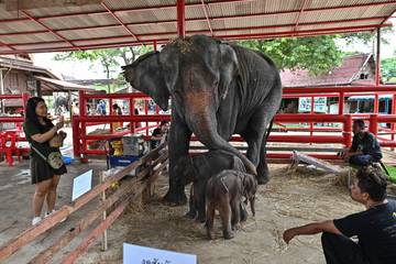 Kelahiran Langka Bayi Gajah Kembar di Thailand