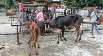 Penjualan Ternak di Pasar Hewan Karangpandan Lesu, Dampak PMK Meluas