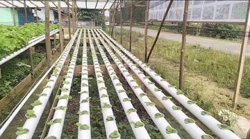 Bangun Ketahanan Pangan Lewat Petani Milenial
