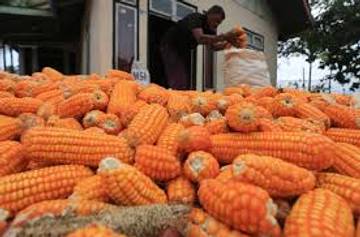 Petani Pohuwato Keluhkan Alat Pengering di Gudang Penampungan Jagung