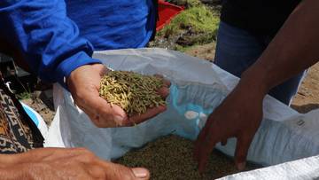 Dukung Ketahanan Pangan, Bulog Kalteng Terjunkan Tim Jemput Gabah