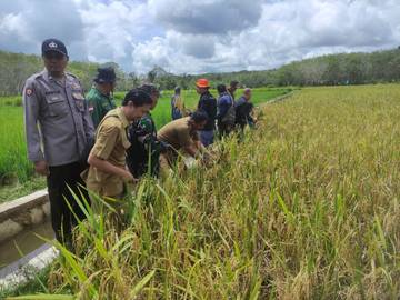 Kabupaten Sintang Kejar Target Swasembada Pangan