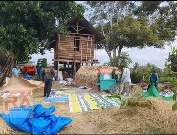 Potensi Padi Gogo di Sabang Cukup Menjanjikan