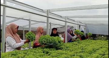 Kelompok Wanita Tani Mutiara Colomadu Kembangkan Budidaya Selada
