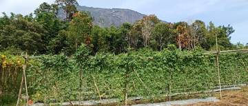 Petani Kacang Panjang di Kelam Permai Sukses Kembangkan Perkebunan