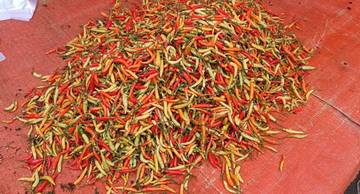 Harga Cabe Rawit di Gorontalo Meroket, Rp.100 Ribu/Kg