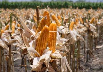 Petani Gorontalo   Menunggu Harga Jagung  Rp5500 / Kg