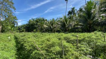 Budidaya Tanaman Cabai di Aceh Barat
