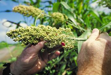 Sorghum Tanaman Multiguna untuk Pangan, Pakan dan Energi