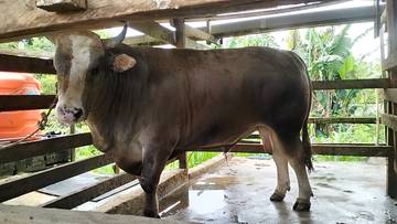 Peternak Bangga,di Biak Terpilih Sapi Banmas Presiden