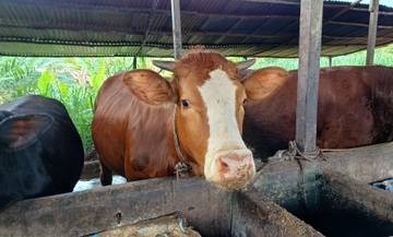 Budidaya Ternak Sapi di Sintang Menjanjikan